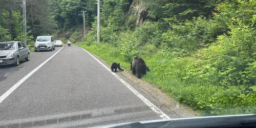 Ursi pe Transfagarasan FOTO FB Argiepiscopia argesului jpg