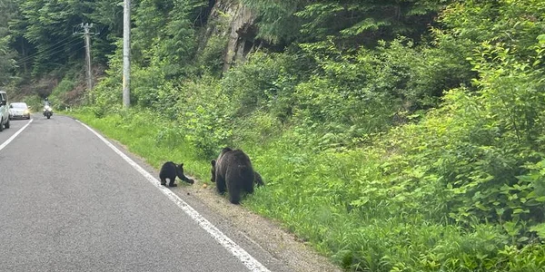 Ursi pe Transfagarasan FOTO FB Argiepiscopia argesului jpg