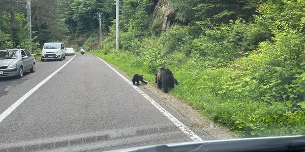 Ursi pe Transfagarasan FOTO FB Argiepiscopia argesului jpg