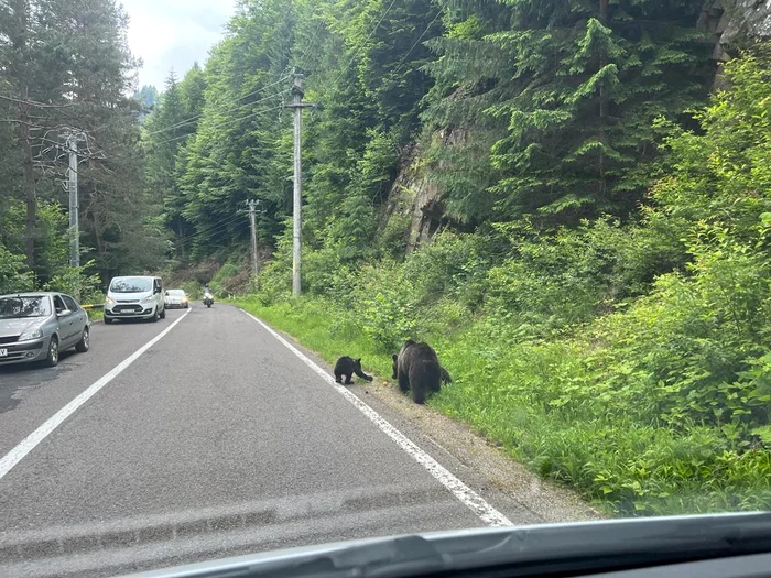 Urși pe Transfăgărășan. FOTO Facebook Arhiepiscopia Argeșului