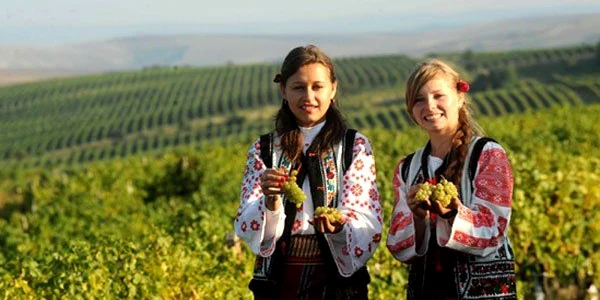 Cotnari Vin