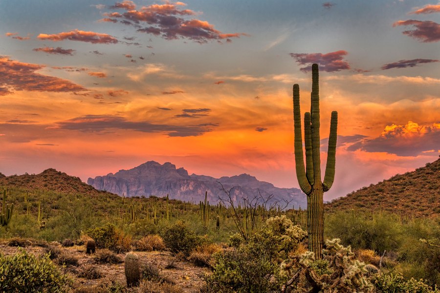 Cactușii Saguaro, afectați de temperaturile extrem de ridicate din Arizona VIDEO