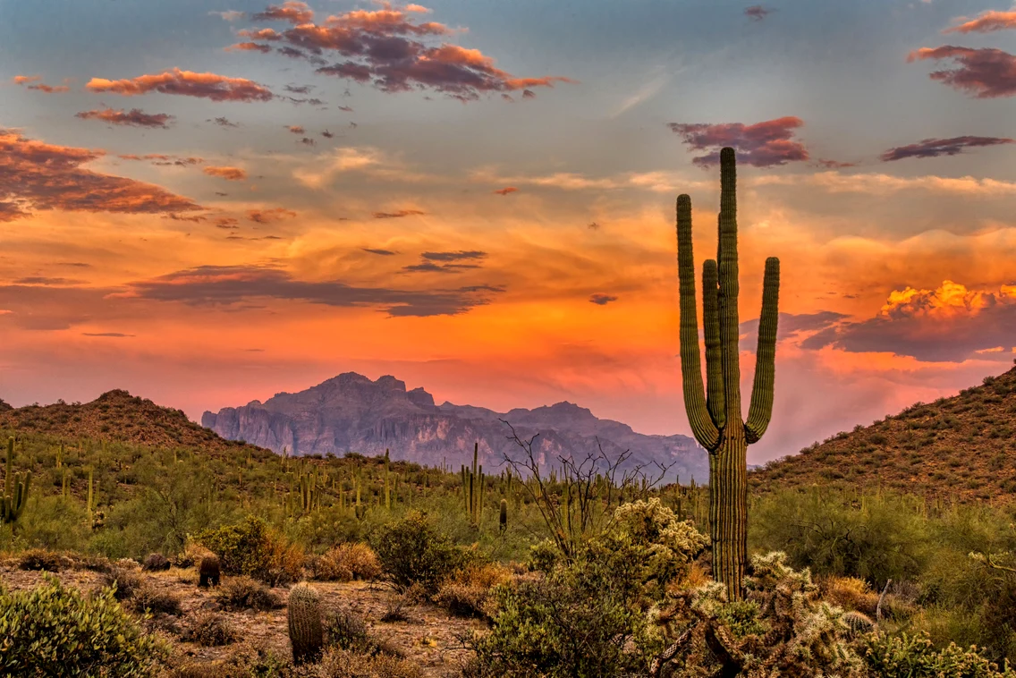 Cactus FOTO Shutterstock