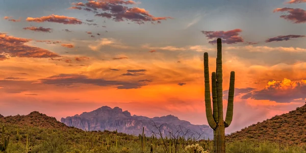 Cactus FOTO Shutterstock (2) jpg