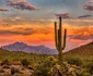 Cactus FOTO Shutterstock