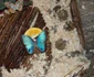 insecte