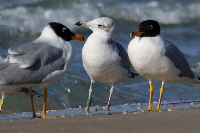 Pescăruș asiatic inelat FOTO: Agigea Bird Observatory