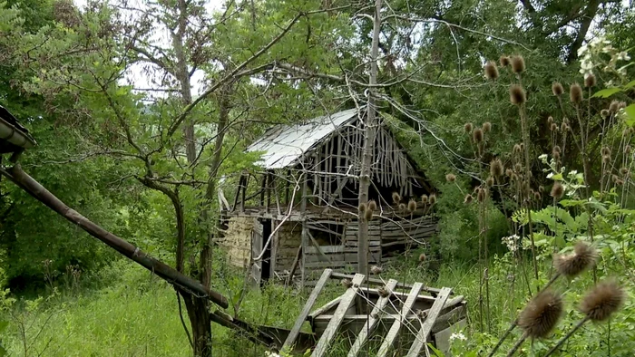 Casele şi grajdurile sunt năpădite de vegetaţie Foto I. Bunilă