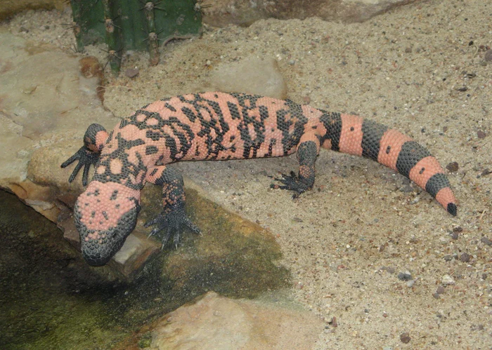 Reptilă veninoasă Gila Foto: Wikipedia