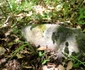Valea Anineșului și cetatea dacică Vârful lui Hulpe Foto Daniel Guță (18) JPG