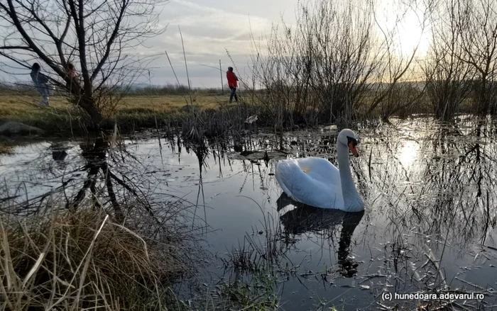 balta lebedelor hunedoara foto daniel guta adevarul