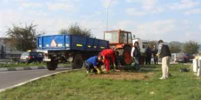 Râmnicu Vâlcea: Se pun crizanteme în centrul oraşului