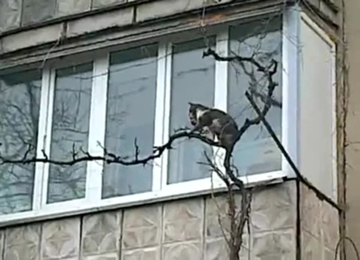 O pisicuţă curajoasă! Ce face pentru a-şi salva puii