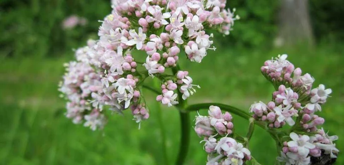 Valeriana luptă eficient împotriva insomniilor FOTO: pixabay.com