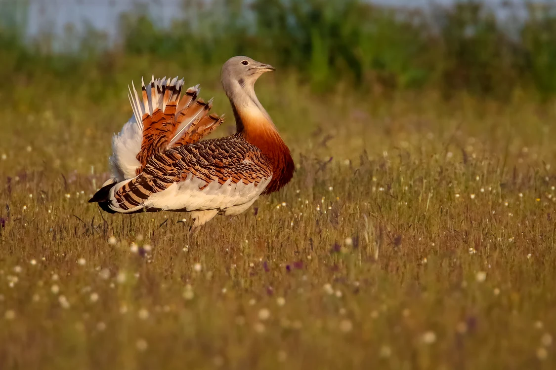 
    Este cea mai mare zburătoare,  mai grea decât pelicanul Foto: sor.ro   