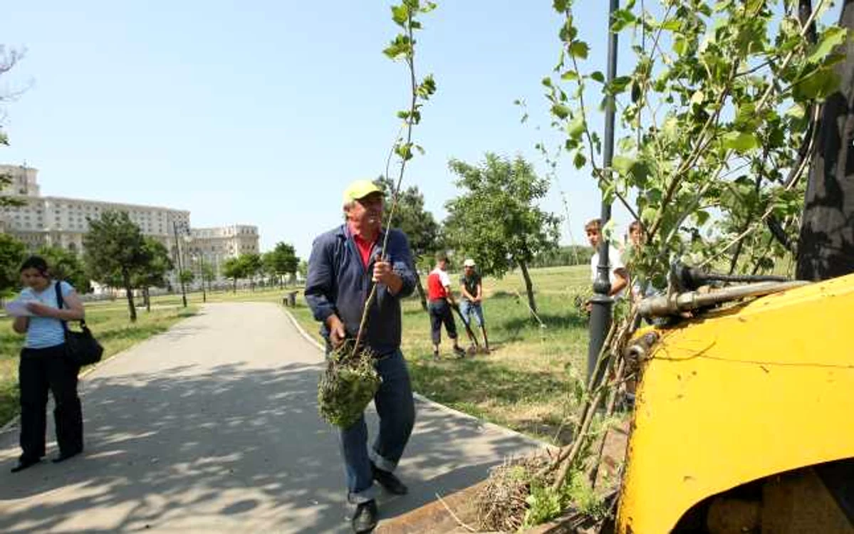 Puieţii ce vor fi plantaţi pe Centura de Vest a Ploieştiului sunt din pepiniera SGU Ploieşti (foto: arhivă Adevărul)