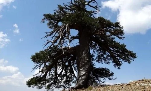 Cel mai vechi copac din Europa jpeg