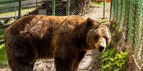 imagine principala jpg