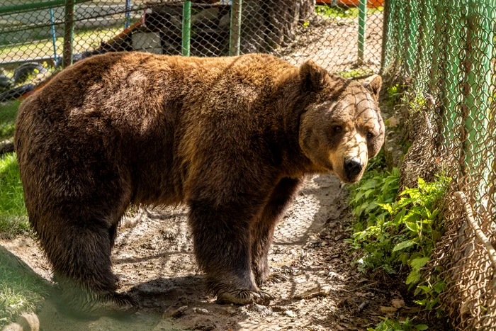 Salvați-l pe Baloo! World Animal Protection și sute de mii de oameni cer relocarea de urgență a ursului ținut captiv la Straja