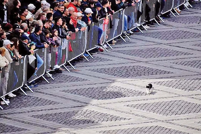 Miau, mie nu mi-a cerut nimeni actele la control!