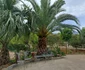 Gradina Botanica Palermo foto Denis Grigorescu (3) jpg
