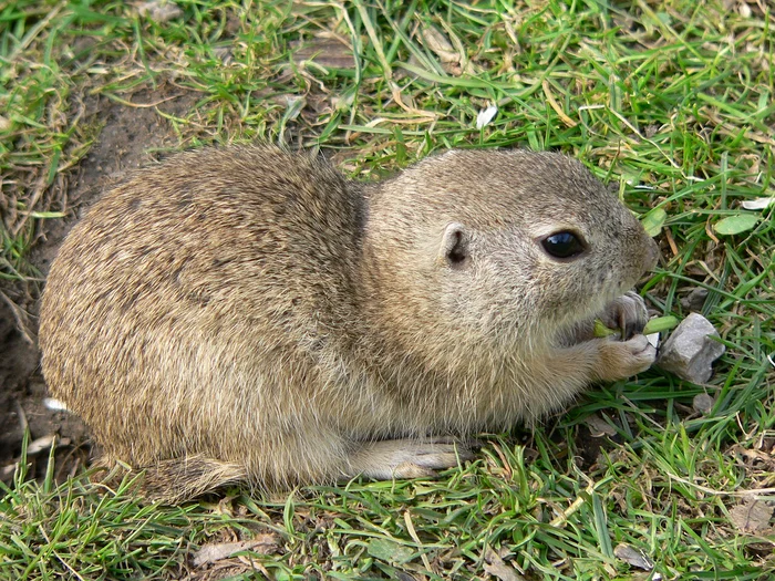 Popândău FOTO Wikipedia jpg