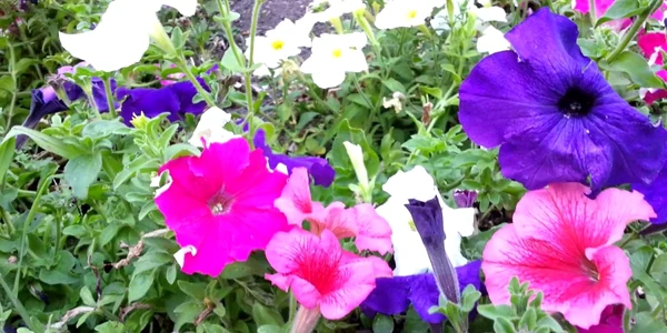 plante care infloresc in iunie