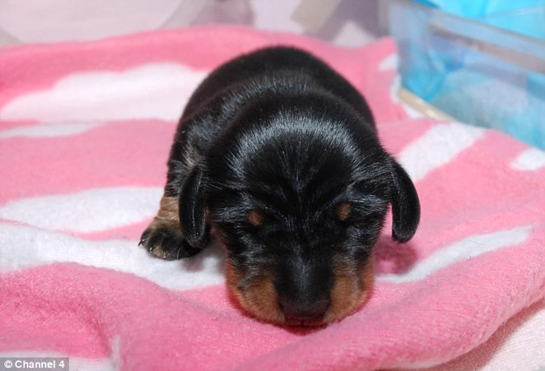Mini Winnie FOTO Channel 4