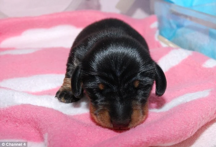 Mini Winnie FOTO Channel 4