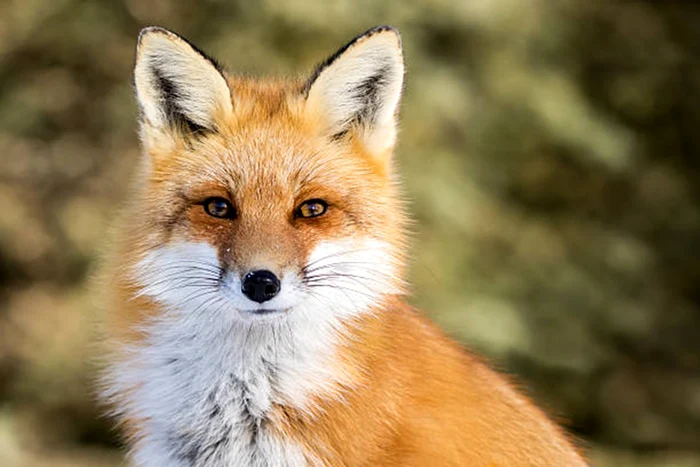 Animalele sunt o prezență comună în Londra / foto: IStock