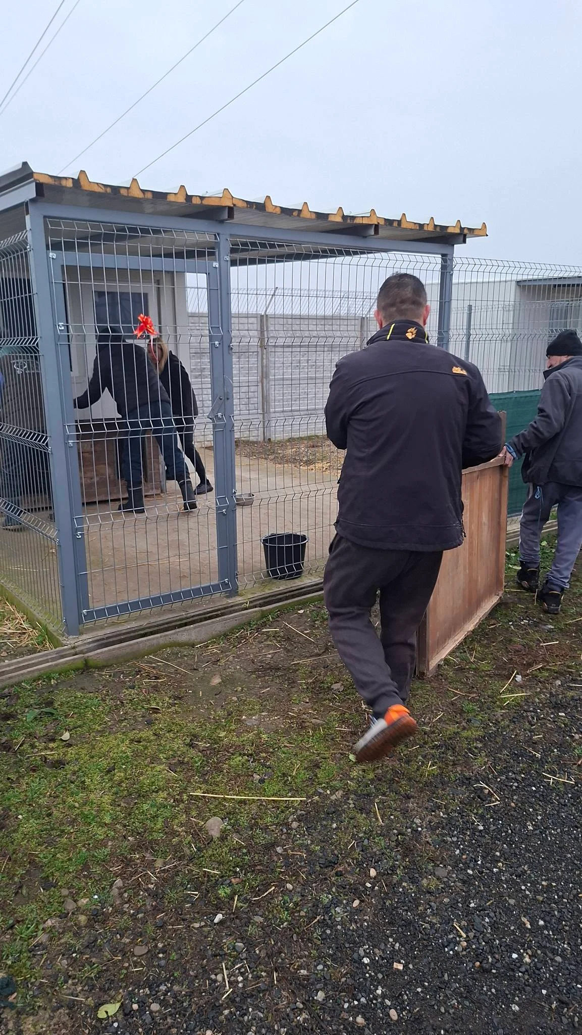 Zeci de câini din adăpostul groazei din Vrancea au fost relocați