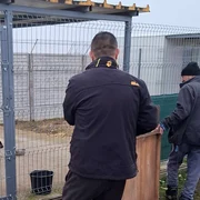 caini relocati suraia jpg