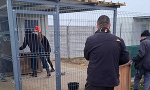 caini relocati suraia jpg