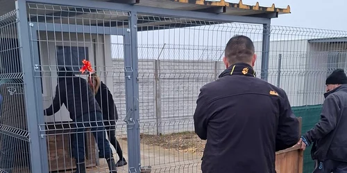 caini relocati suraia jpg