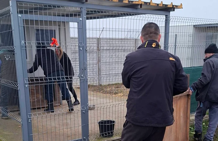 Câinii de la Suraia vor fi relocați FOTO: Facebook/Mona Semeniuc