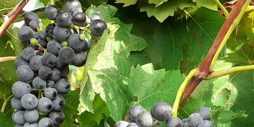 cules struguri crama bujoru jpg