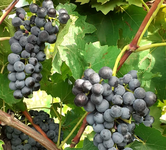 Vinul obținut din struguri românești conține resveratrol FOTO: Crama Bujoru/FACEBOOK