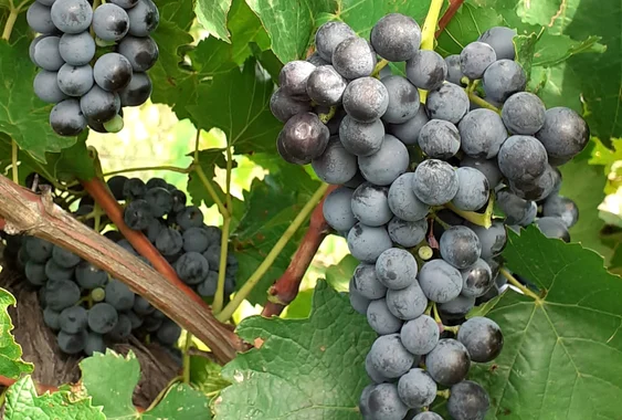Vinul obținut din struguri românești conține resveratrol FOTO: Crama Bujoru/FACEBOOK