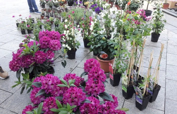 expo-flora slatina
