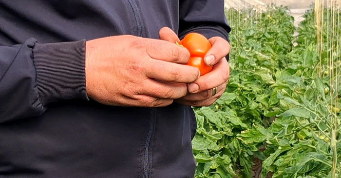 Primele roșii din Izbiceni au plecat spre Ardeal FOTo: Ionelia Nucă