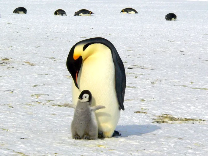 Pinguin jpg jpeg