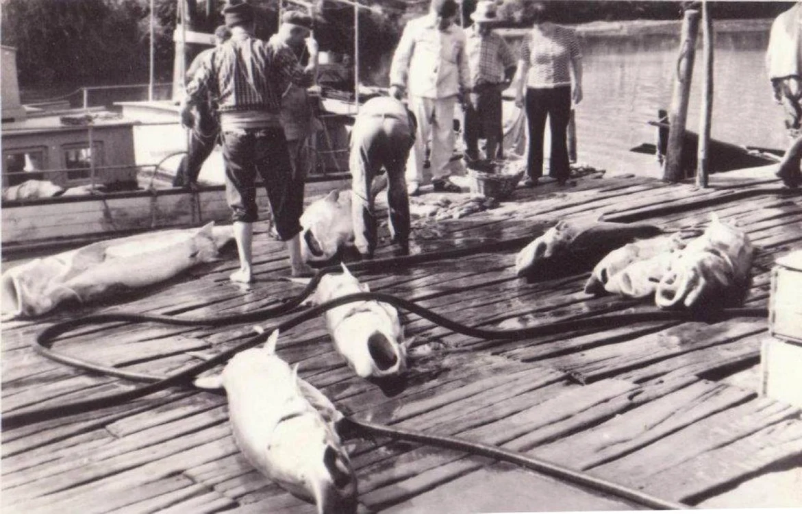 Pescari de sturioni Colecţie Eduard Acsente
