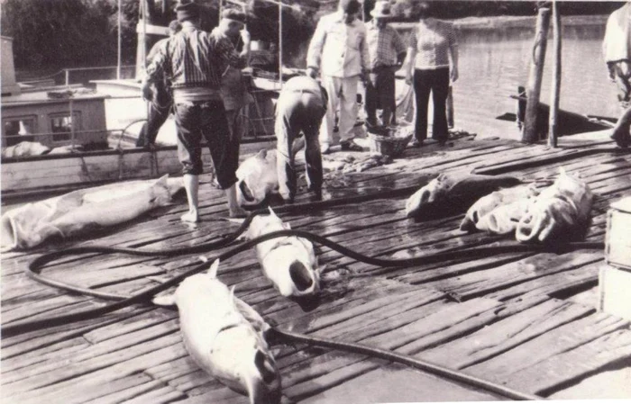 Pescari de sturioni Colecţie Eduard Acsente