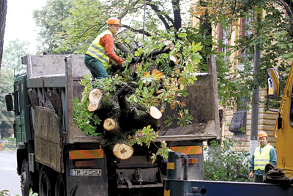 Timisoara: Defrişări de arbori  pe strada Popa Şapcă