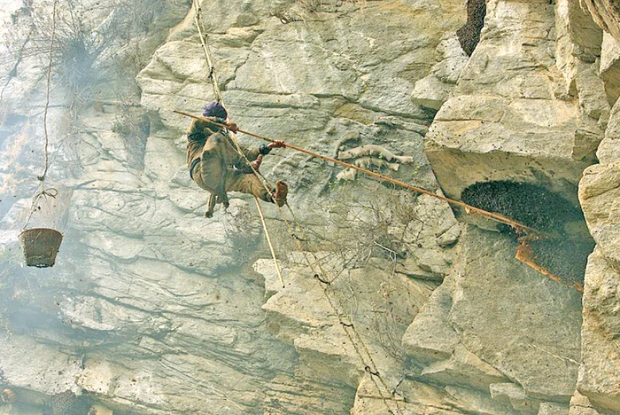 Mierea de stâncă este cea mai râvnită (fotografii: photoland / caters)