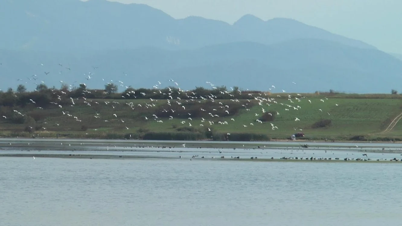 Delta din Carpaţi un paradis al păsărilor FOTO youtube