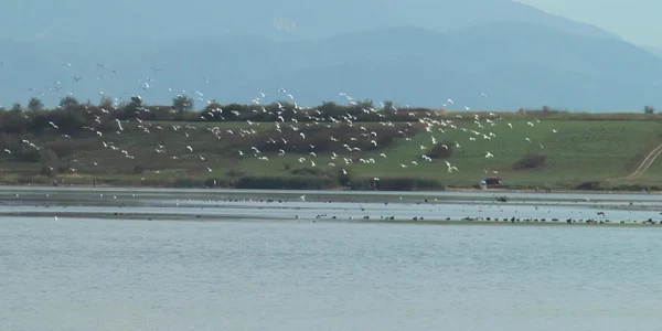 Delta din Carpaţi un paradis al păsărilor FOTO youtube