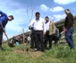 plantare copaci