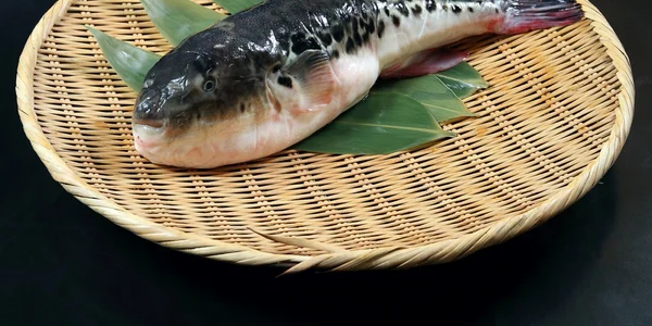 peste fugu foto shutterstock