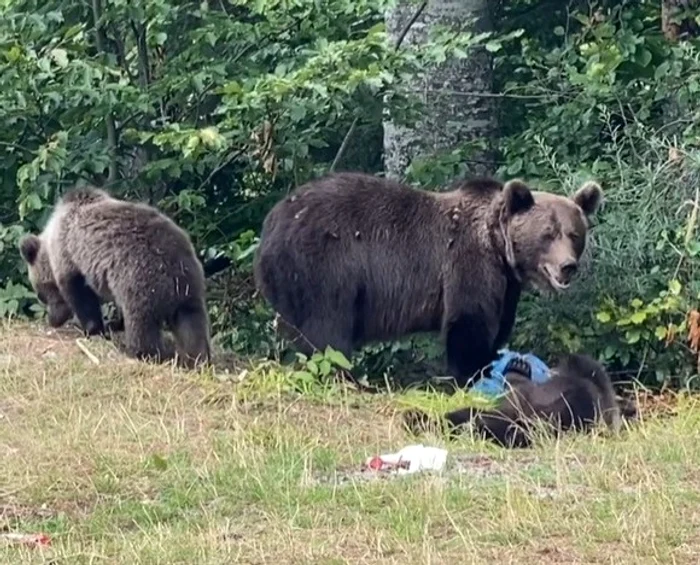 
    Delia a fost îngrozită de urșii pe care i-a întâlnit în zona Vidraru  